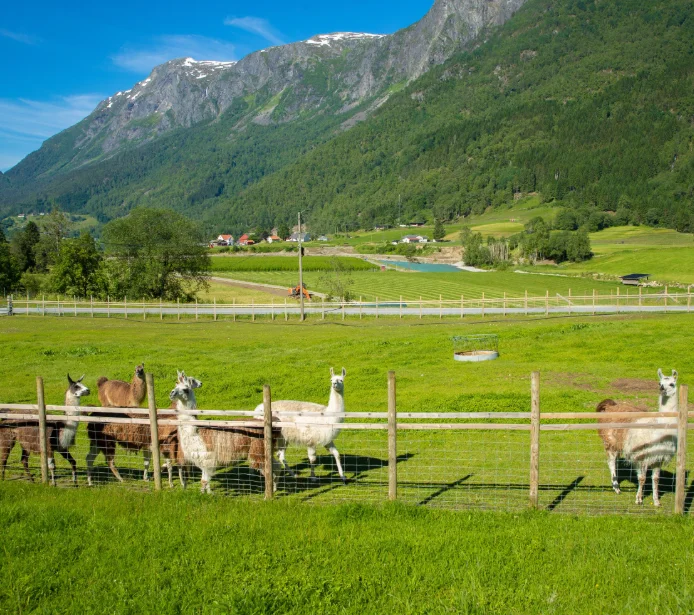 Skjolden(Sognefjord) · 사진 자료 4